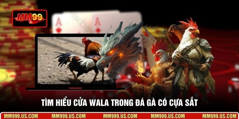 Tìm hiểu cửa Wala trong đá gà có cựa sắt